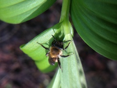 Andrena