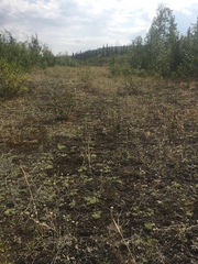 Sabulina dawsonensis