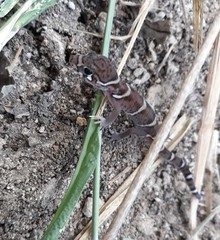 Coleonyx mitratus