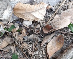 Coleonyx mitratus