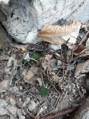 Coleonyx mitratus