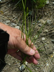 Lomatium simplex