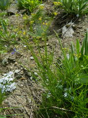 Lomatium simplex