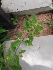 Alternanthera bettzickiana