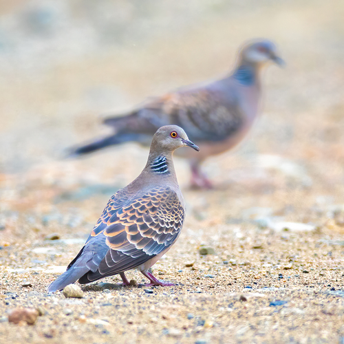 Oosterse tortel (Streptopelia orientalis)
