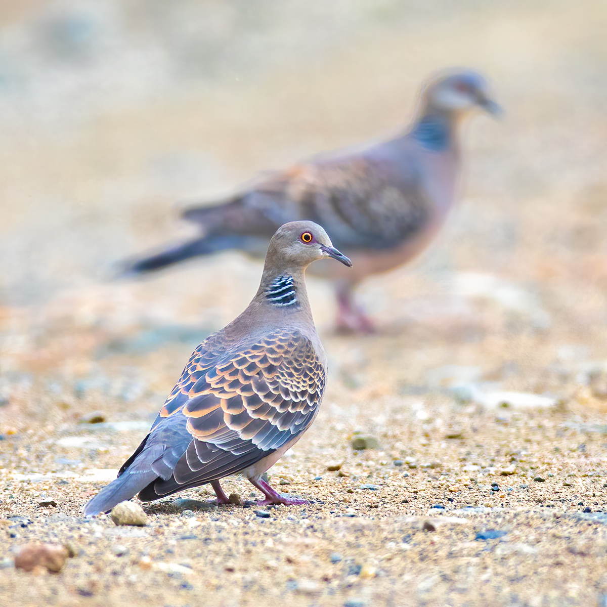 Rufous Turtle Dove (Streptopelia orientalis)
