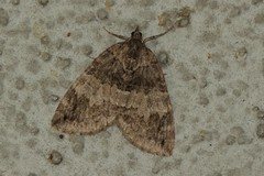 Hydriomena impluviata
