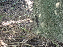 Hoplodactylus duvaucelii