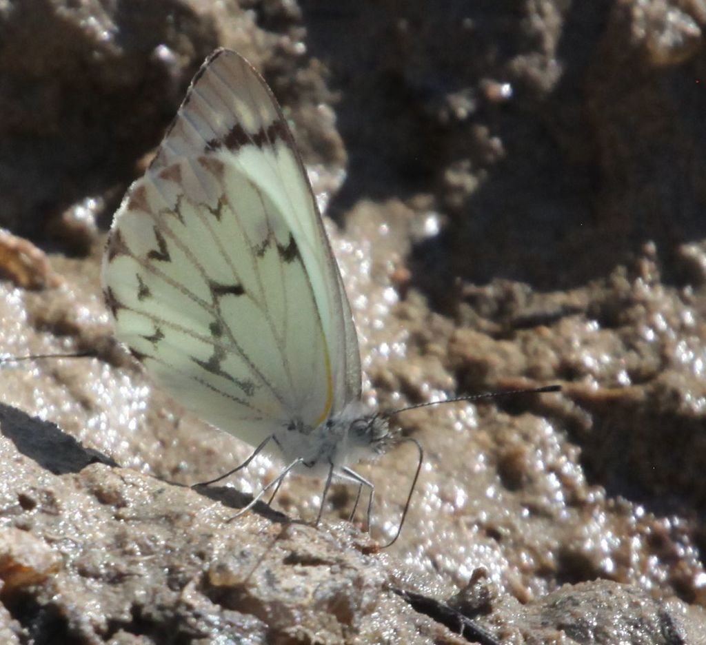 Belenois diminuta