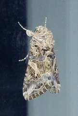 Spodoptera praefica
