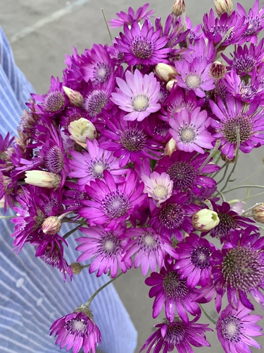 Pericallis hybrida iNat (1)