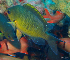 Chromis ovalis