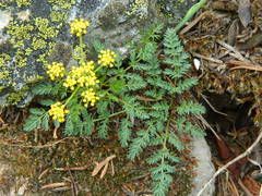 Lomatium sandbergii