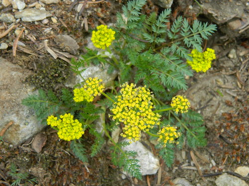 Sandberg's biscuitroot (Lomatium sandbergii)