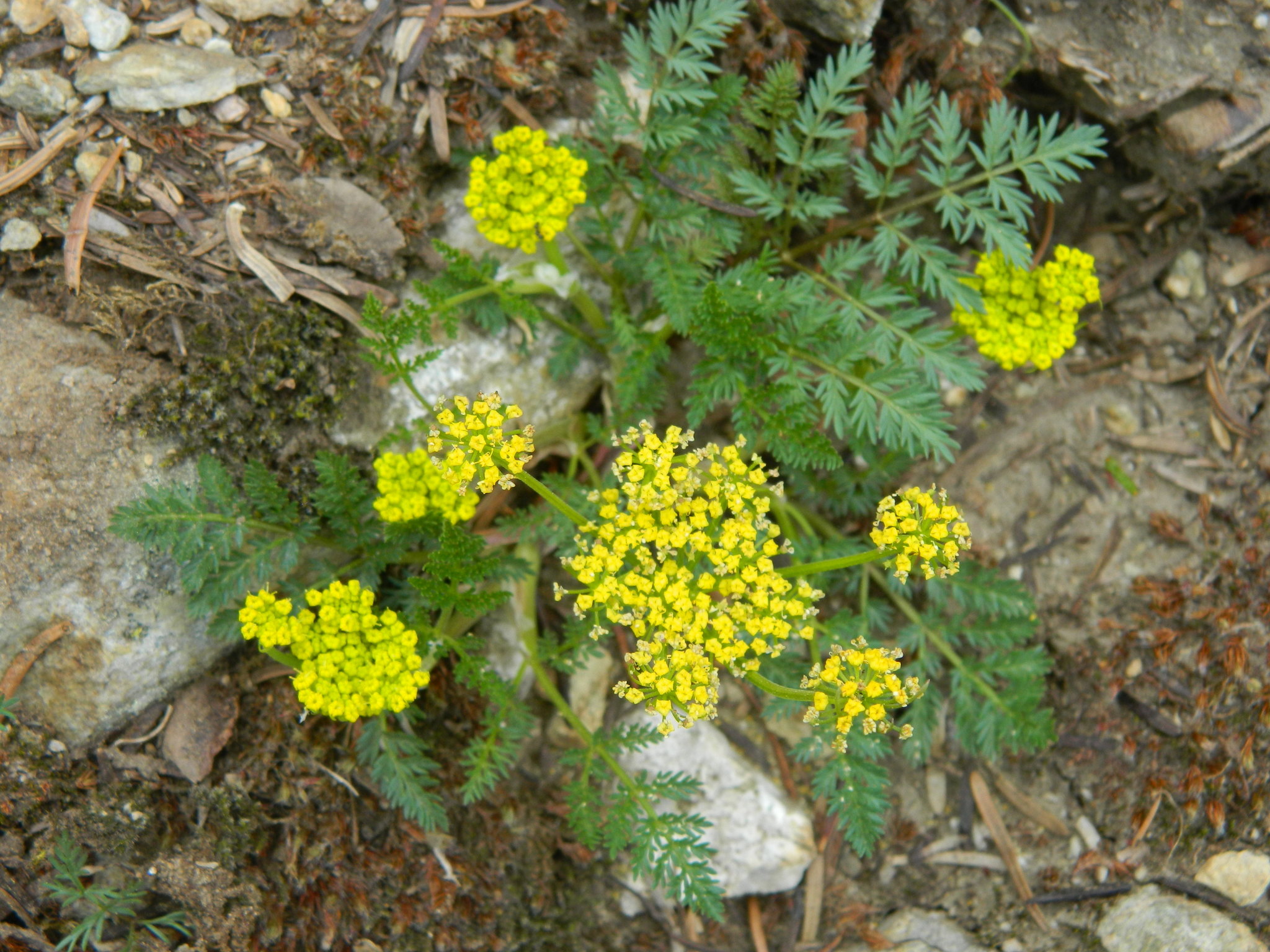Lomatium sandbergii