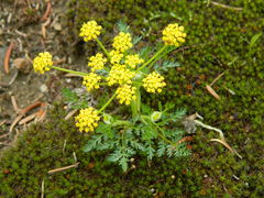 Lomatium sandbergii