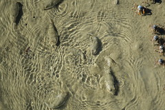 Tetractenos hamiltoni