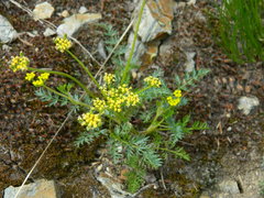 Lomatium sandbergii