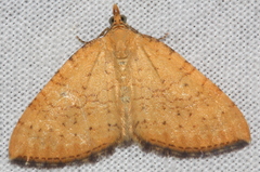 Chrysolarentia insulsata