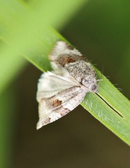 Philedonides lunana