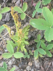 Botrychium alaskense