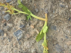 Botrychium alaskense