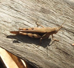 Stenocatantops angustifrons