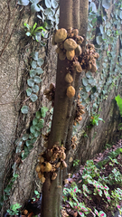 Cynometra cauliflora