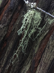 Usnea scabrata