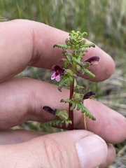 Pedicularis parviflora