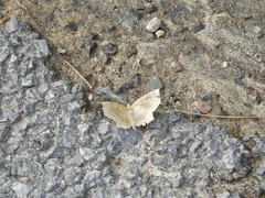 Metarranthis indeclinata