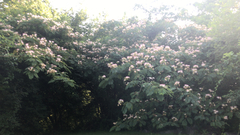 Albizia julibrissin