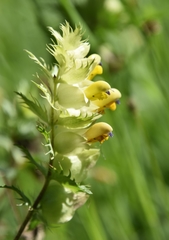 Rhinanthus pumilus
