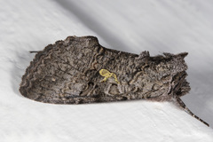 Syngrapha viridisigma