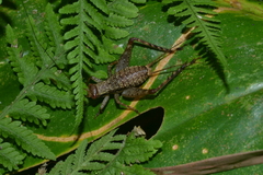 Cardiodactylus kondoi