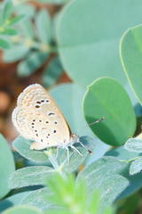 Zizeeria karsandra
