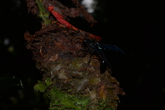 Calligaster williamsi