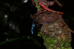 Calligaster williamsi