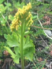 Botrychium alaskense