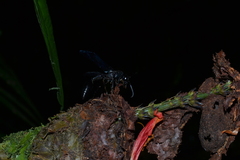 Calligaster williamsi