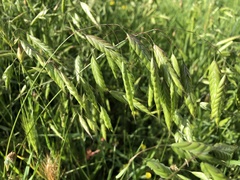 Bromus squarrosus