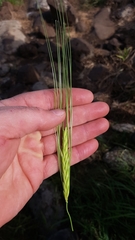 Hordeum spontaneum