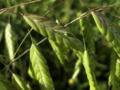 Bromus squarrosus