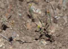 Rigiopappus leptocladus