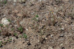 Rigiopappus leptocladus