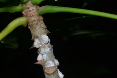 Margarodidae