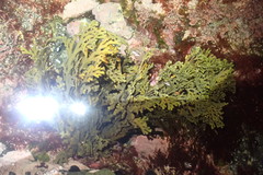 Xiphophora chondrophylla