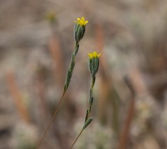 Rigiopappus leptocladus