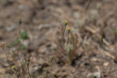Rigiopappus leptocladus