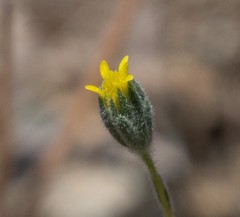 Rigiopappus leptocladus